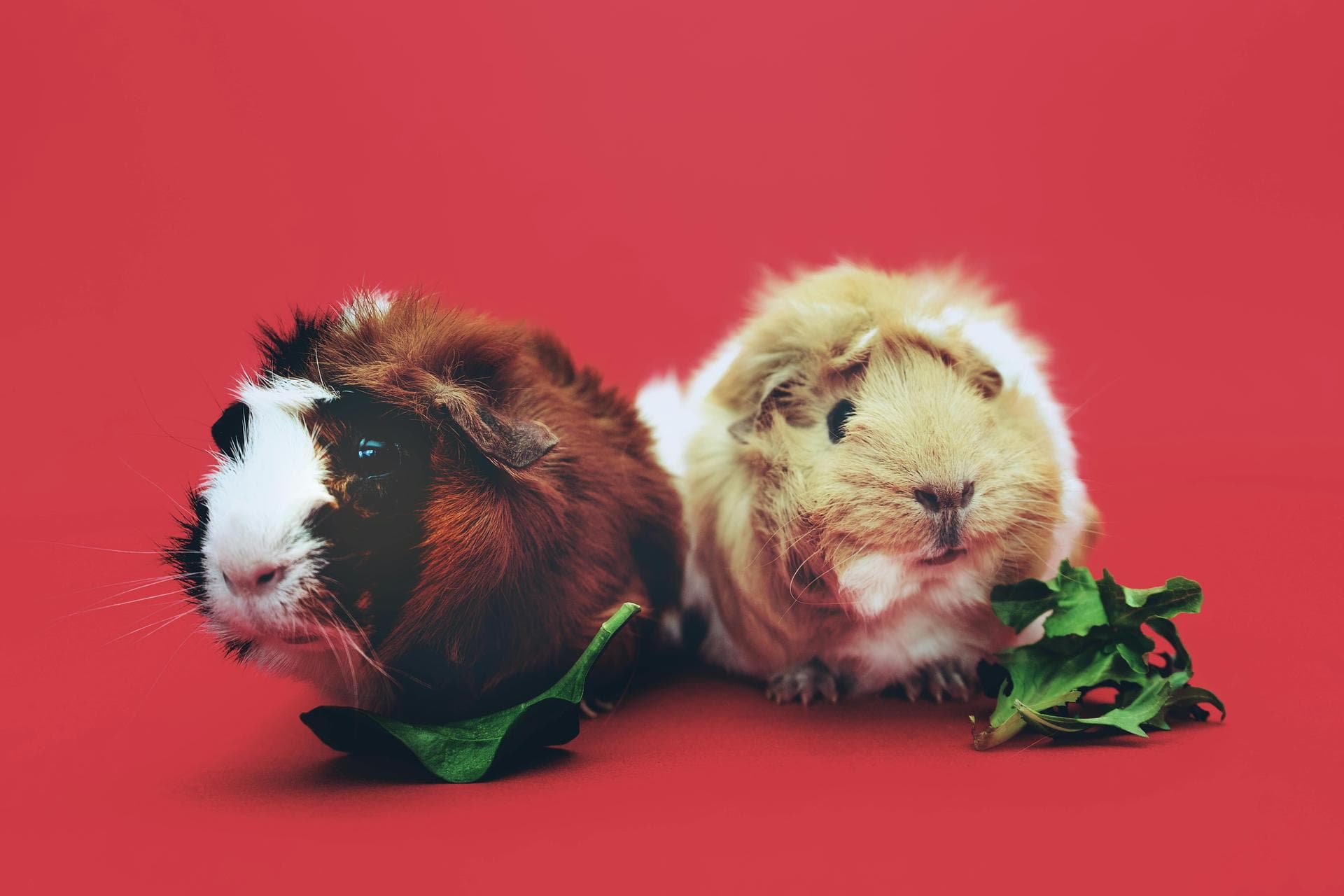 Dog & Cat Vets in Lake Oswego