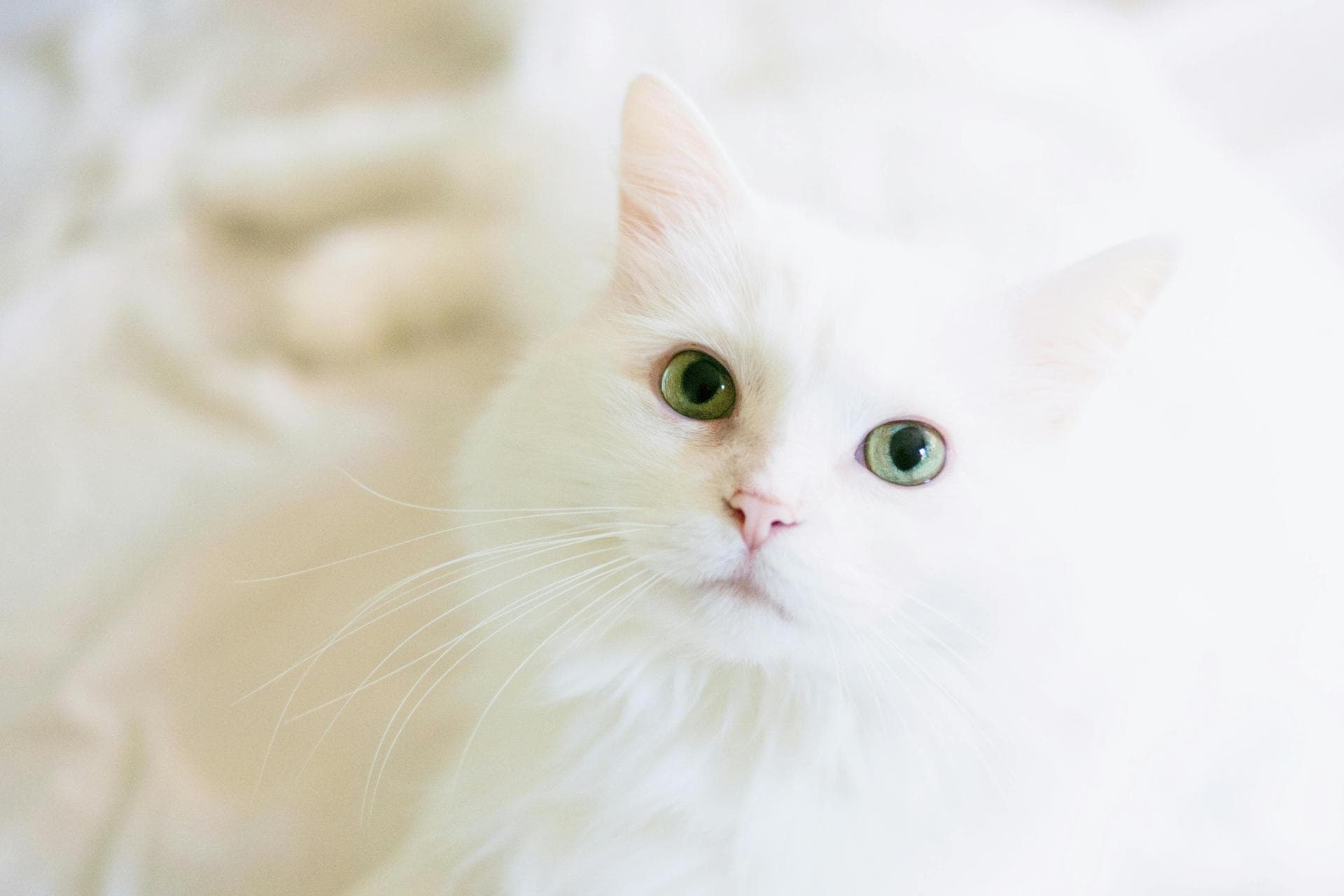 Dog & Cat Vets in Lake Oswego