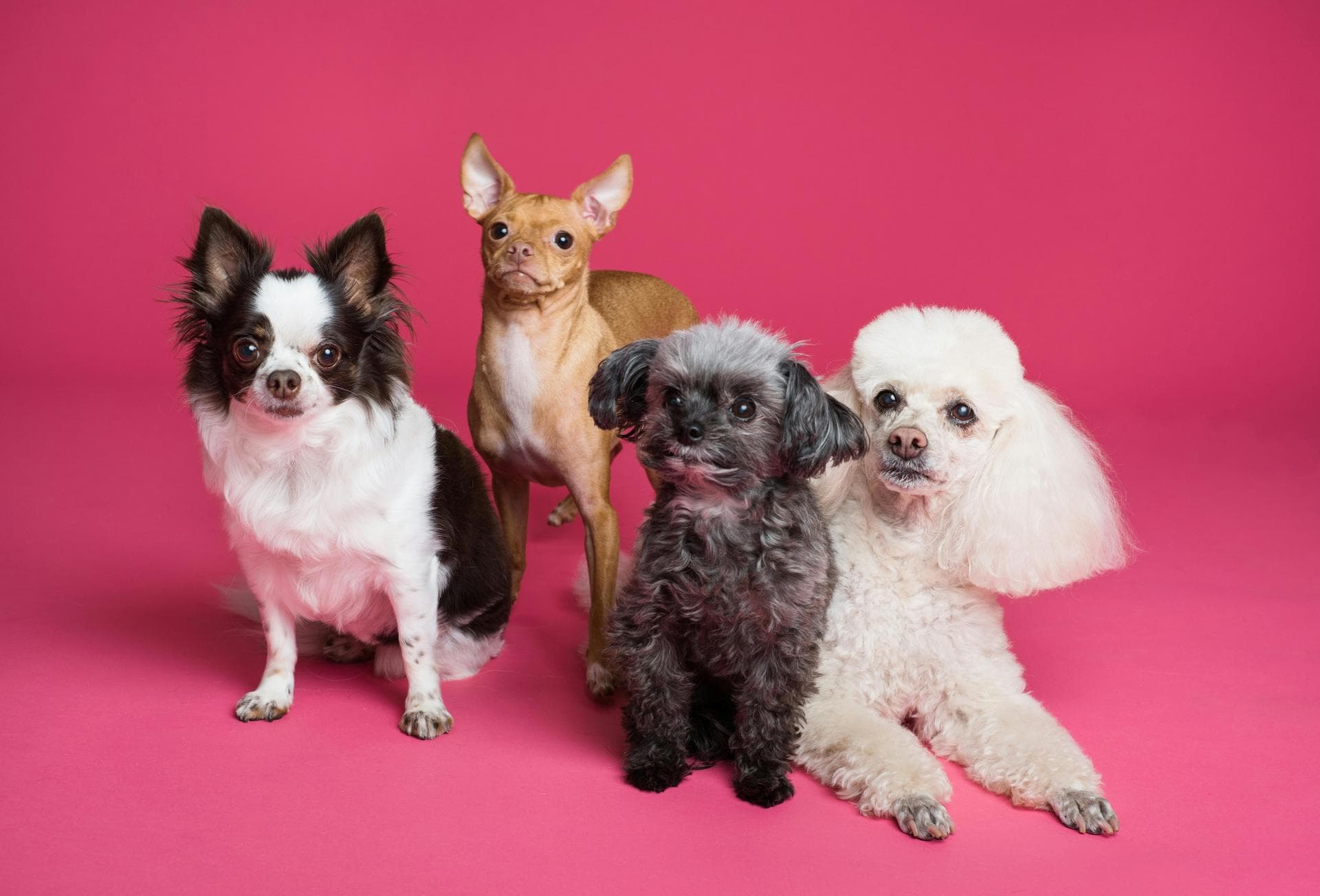 Specialist Vets in Lake Oswego