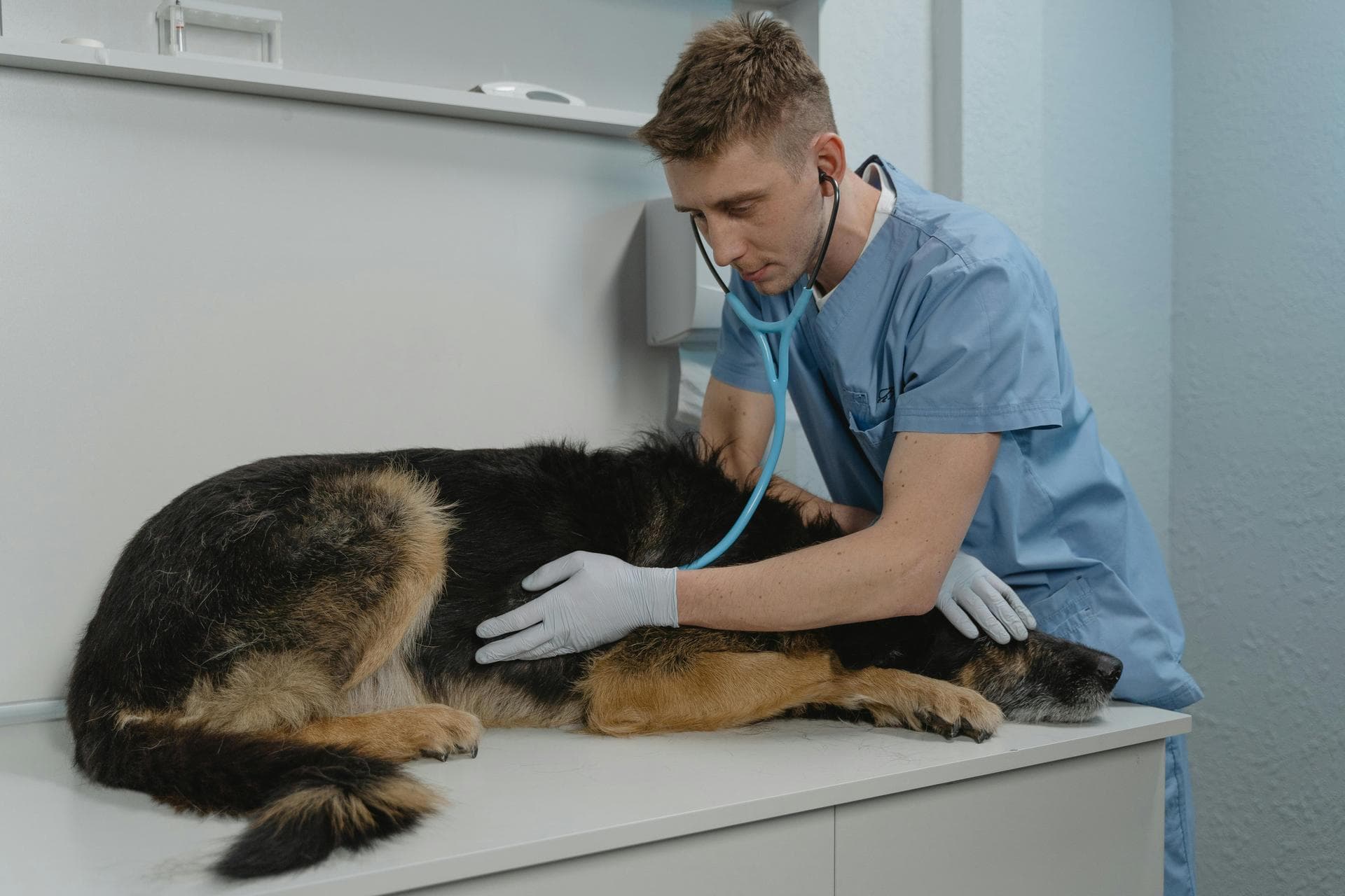 Farm & Large-Animal Vets near Lake Oswego